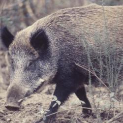 Action de Chasse Chevreuil Brocard Sanglier