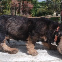 Chiots Teckels à poil dur standards LOF