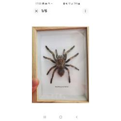 Taxidermie Mygale Géante Acanthoscurria Ferina Sous Cadre.  Entomologie taille Xl