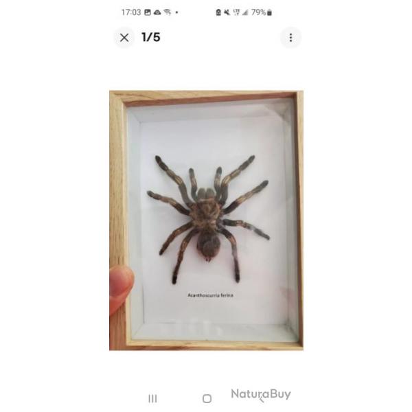 Taxidermie Mygale Gante Acanthoscurria Ferina Sous Cadre.  Entomologie taille Xl