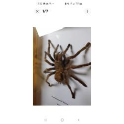 Taxidermie Mygale Géante Acanthoscurria Ferina Sous Cadre.  Entomologie. XXL