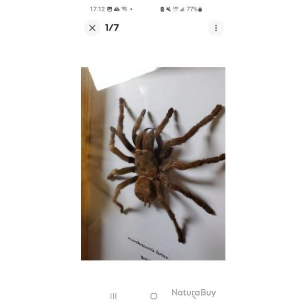 Taxidermie Mygale Gante Acanthoscurria Ferina Sous Cadre.  Entomologie. XXL