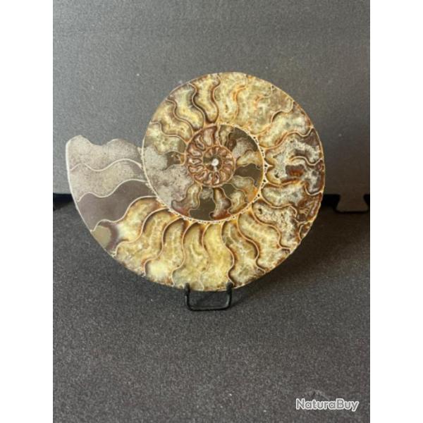 Magnifique demi ammonite cristallis de 21 cm