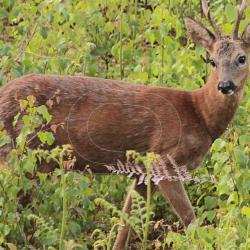 Blason Maximal gibier moyen Roedeer alert