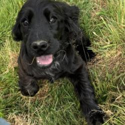 COCKER ANGLAIS Chiots de 2 et 4 mois LOF