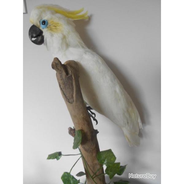 taxidermie oiseaux cacatos huppe jaune   1930
