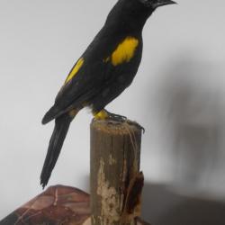 taxidermie cassique  cul jaune 1930