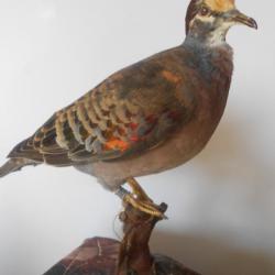 taxidermie colombe lumachelle  1930