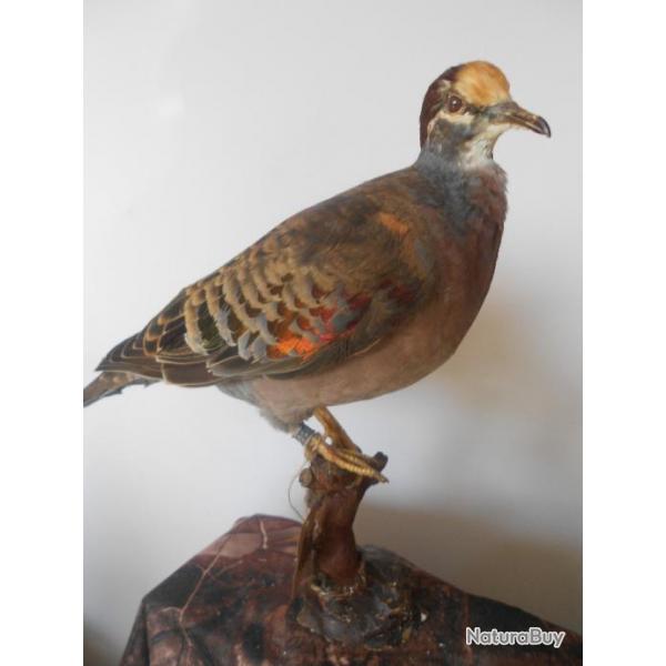 taxidermie colombe lumachelle  1930