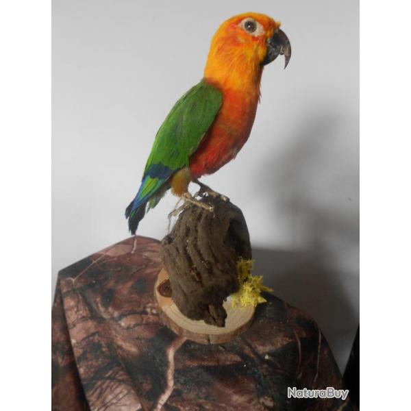 taxidermie conure jandaya  1930