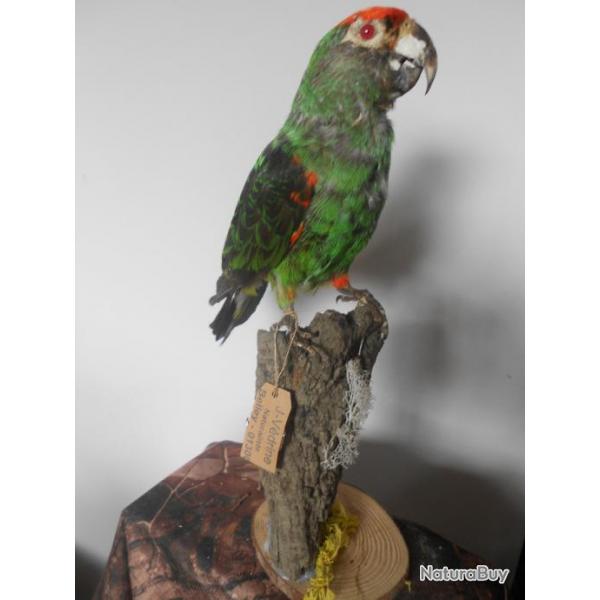 taxidermie perroquet de jardine  1930