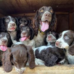 Chiots wachtelhund LOF âgés de 10 semaines