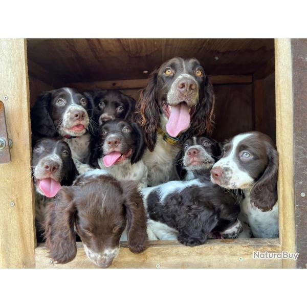 Chiots wachtelhund LOF gs de 10 semaines