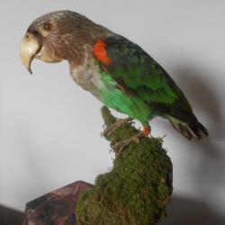 taxidermie Perroquet robuste - Poicephalus robustus1930 (issus de captivité comme l'ensemble des ex)