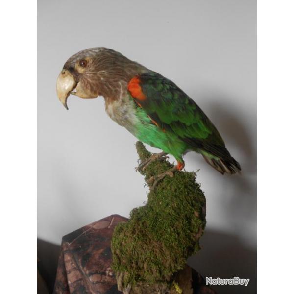 taxidermie Perroquet robuste - Poicephalus robustus1930 (issus de captivit comme l'ensemble des ex)