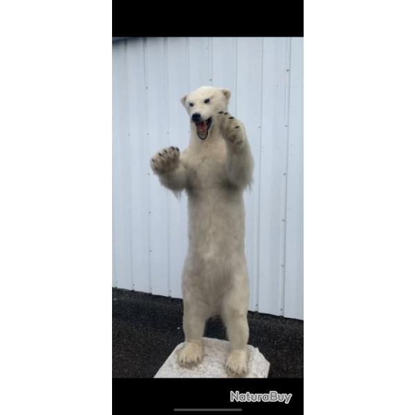 Ours blanc Taxidermie