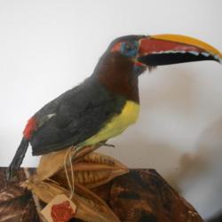 taxidermie Araçari a ventre vert  1930