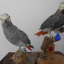 taxidermie perroquet gris du gabon  Psittacus erithacus 1930