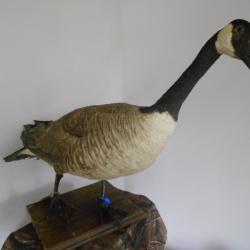 TAXIDERMIE grande bernache du canada  1930