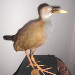 taxidermie Grand râle 1930(sujet rare)