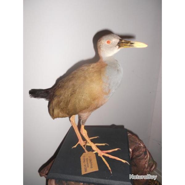 taxidermie Grand rle 1930(sujet rare)