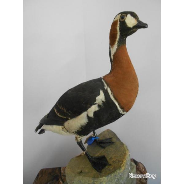 taxidermie bernache a cou roux   1930 non negociable