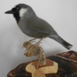 taxidermie garulax a joues blanche  1930