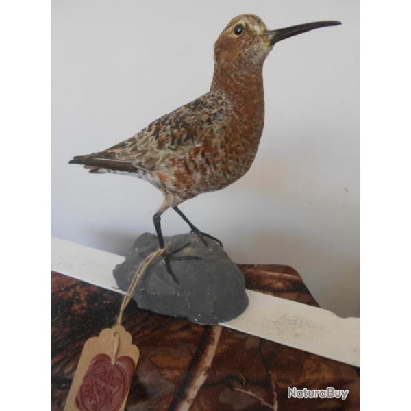 taxidermie bcasseau cocorlis  1930 1930