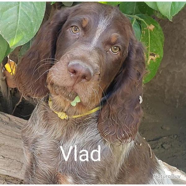 Chiots Epagneul Picard