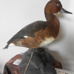 taxidermie canards  fuligule nyroca  1930