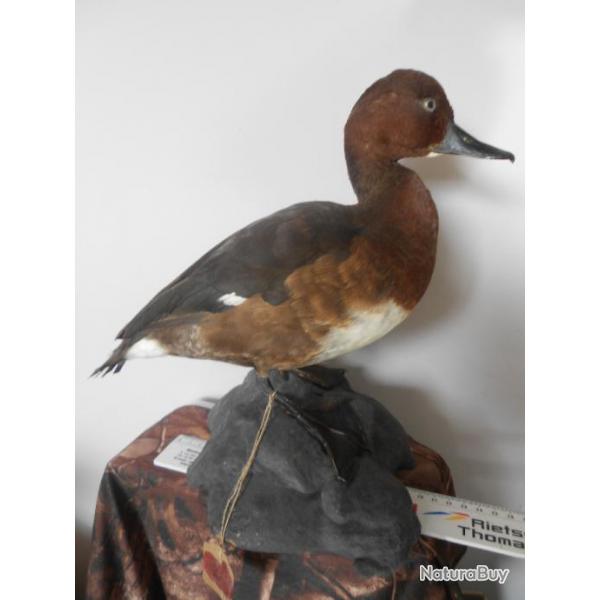 taxidermie canards  fuligule nyroca  1930