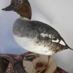 taxidermie canard garrot d'Islande (fem) 1930