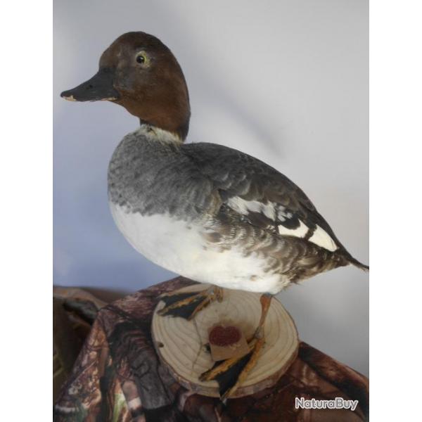 taxidermie canard garrot d'Islande (fem) 1930