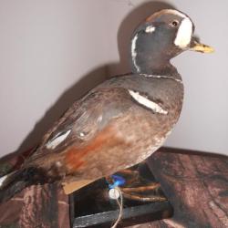 taxidermie de Couple canard garrot arlequin  1930