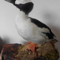 taxidermie de canards garrot albéole 1930  non negociable