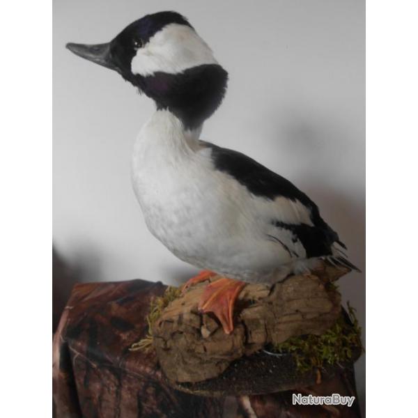 taxidermie de canards garrot albole 1930