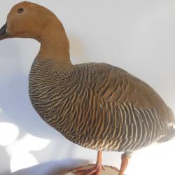 taxidermie bernache de magerlande 1930