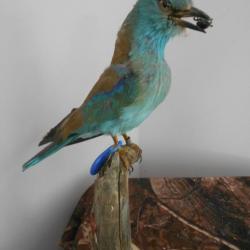 taxidermie Rollier d'Europe   1930