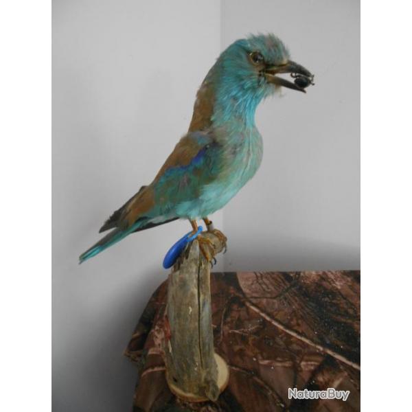 taxidermie Rollier d'Europe   1930