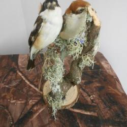 taxidermie Couple de pie grièche a tête rousse  1930