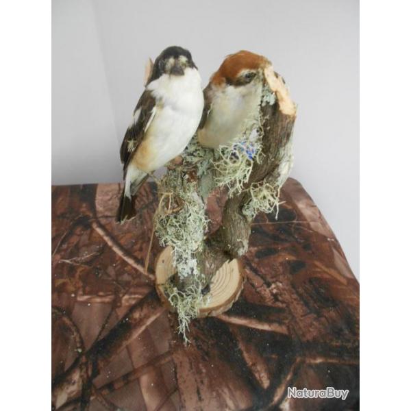 taxidermie Couple de pie griche a tte rousse  1930