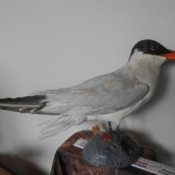 taxidermie Sterne Caspienne  1930