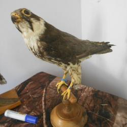 taxidermie oiseau faucon d'éleonord  1930