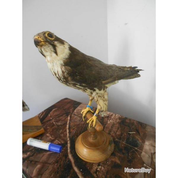 taxidermie oiseau faucon d'leonord  1930