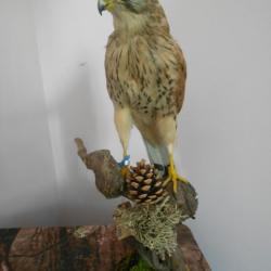 taxidermie de faucon crécerelle  1930