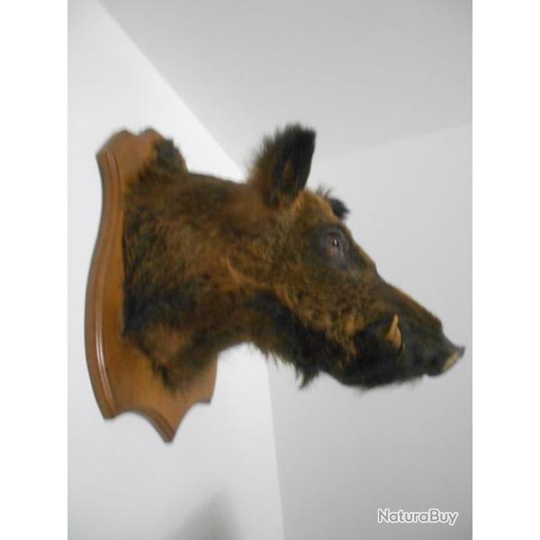 taxidermie trophe tte de sanglier