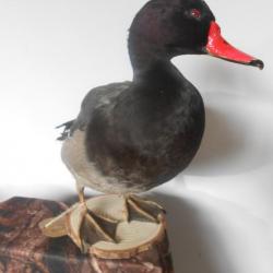 taxidermie canard a bec rouge