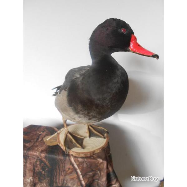 taxidermie canard a bec rouge