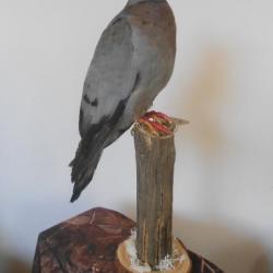 taxidermie de pigeon colombin