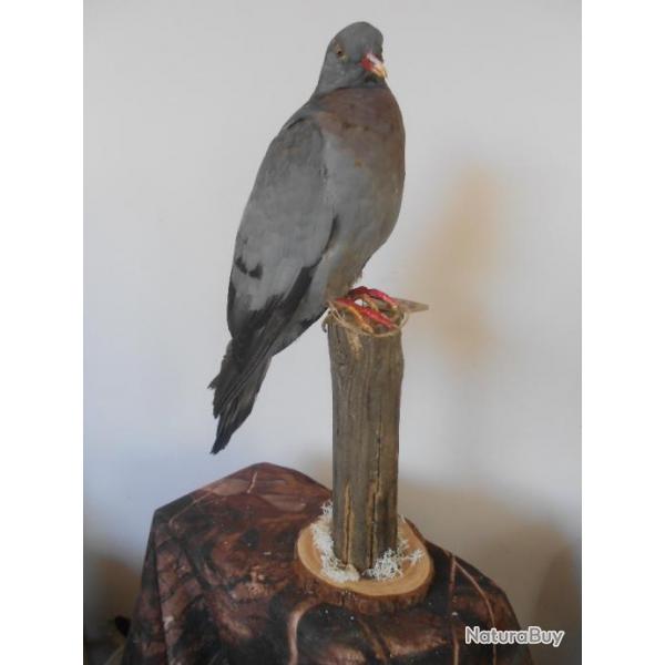 taxidermie de pigeon colombin